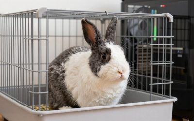 Best Indoor Rabbit Cages for Large Breeds